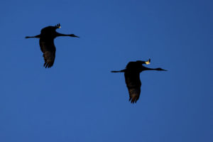 Birds_Cranes_Indiana-AI9I1333-1-web