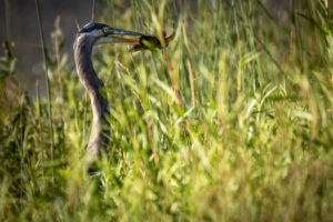 Heron_IMG_8559-1