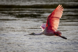 Sanibel_03042020__H9A9226-1