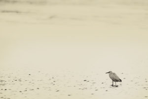 Sanibel_03042020__H9A9989-toned