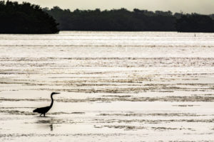 Sanibel_03052020__H9A0828-1