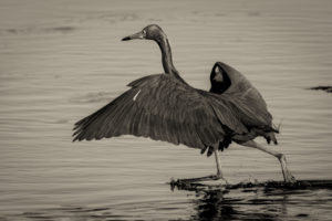 Sanibel_03072020__H9A3709-Toned