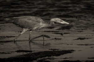 Sanibel_03072020__H9A3807-Toned-crop