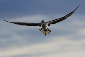 Blue Footed Booby Galapagos-025