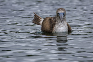 Blue Footed Booby Galapagos-072