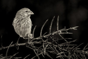 Finch Galapagos-049