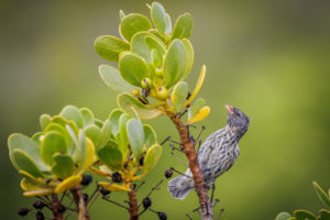 Finch Galapagos-071