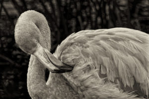 Flamingo Galapagos-039