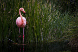 Flamingo Galapagos-040