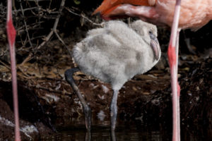 Flamingo Galapagos-076