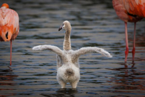 Baby Flamingo spreads its wings
