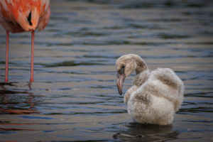 Flamingo Galapagos-080