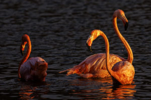 Flamingo Galapagos-081