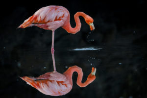 Flamingo Galapagos-108