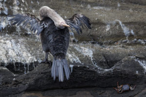 Flightless Cormorant Galapagos-032