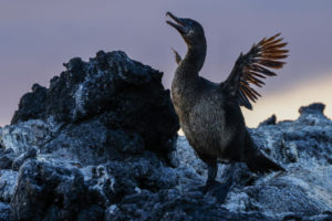 Flightless Cormorant Galapagos-044