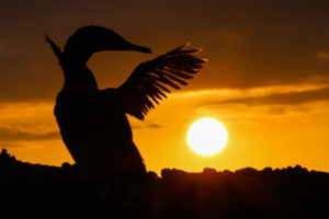 Flightless Cormorant Galapagos-046