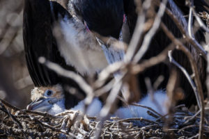 Frigate Bird Chick-Galapagos-003