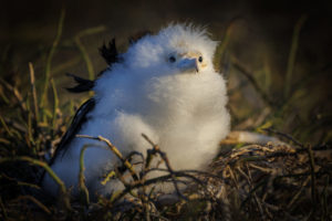 Frigate Bird Chick-Galapagos-007