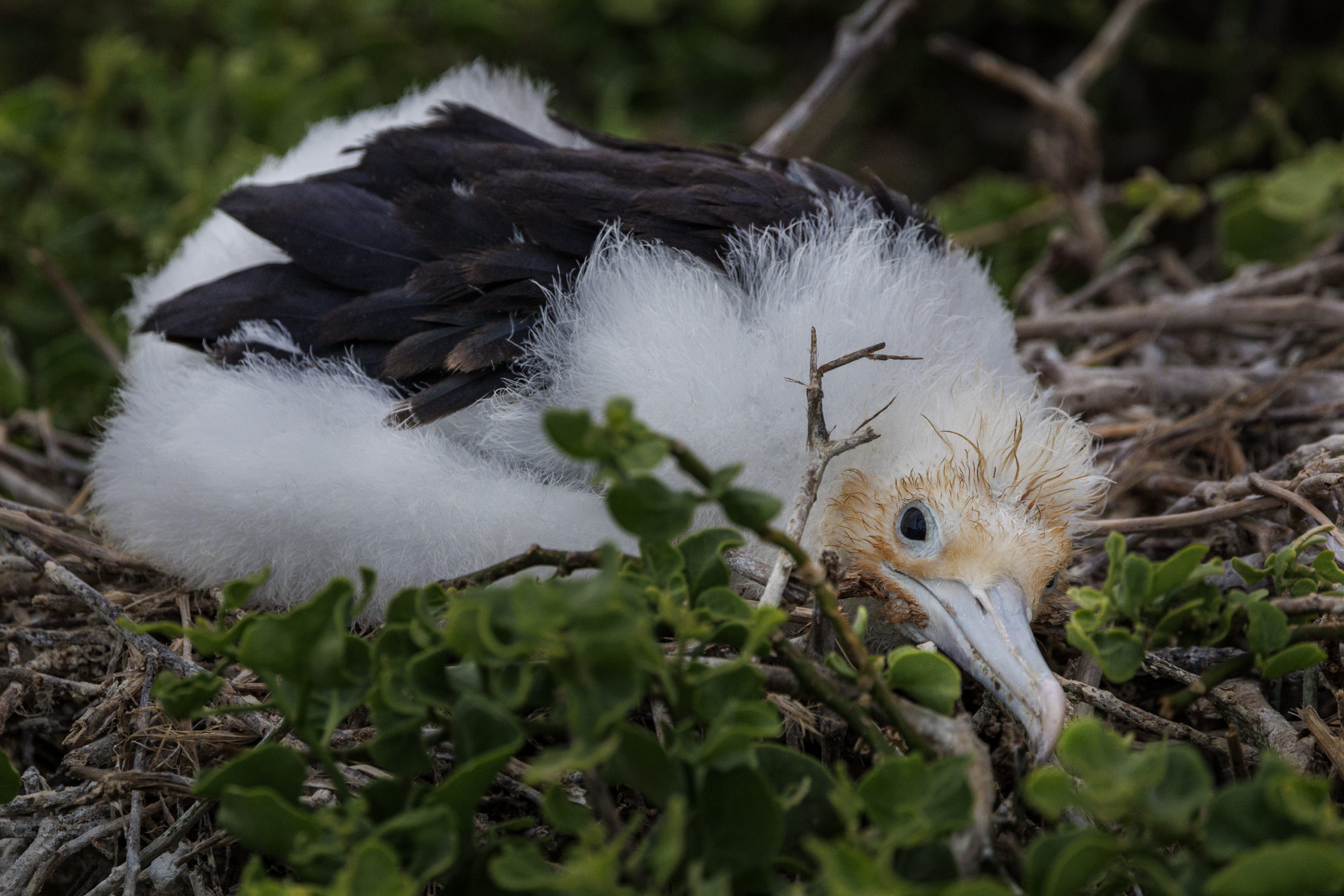 Frigate Bird Chick-Galapagos-013