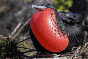 Frigate Bird Displaying - Galapagos-005