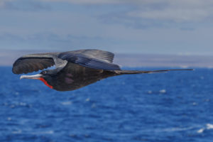 Frigate Bird Galapagos-095
