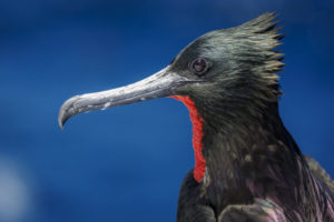 Frigate Bird Galapagos-096