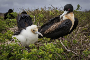 Frigate Bird and Chick - Galapagos-010