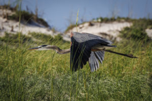 Gulf_Shores-Heron-044