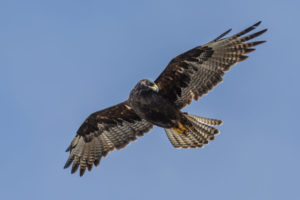 Hawk Galapagos-063