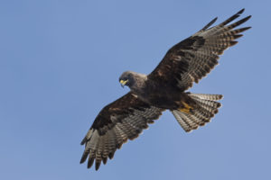 Hawk Galapagos-064