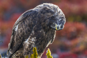 Hawk Galapagos-085