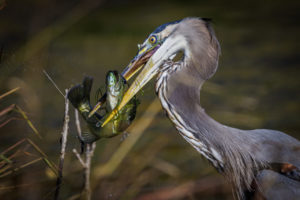 Heron-Fish-050