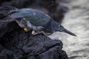 Heron Galapagos-019