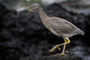 Heron Galapagos-022