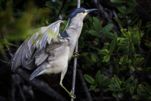 Heron Galapagos-074