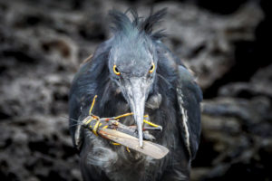 Heron Galapagos-092