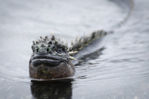 Marine Iguana Galapagos-029