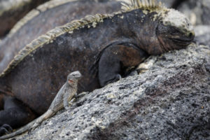 Marine Iguana Galapagos-031