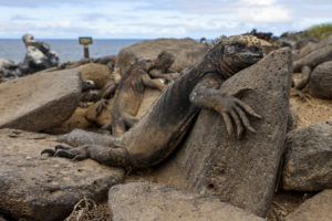 Marine Iguana Galapagos-059