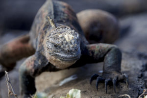 Marine Iguana Galapagos-062