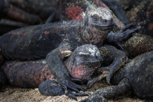 Marine Iguana Galapagos-068