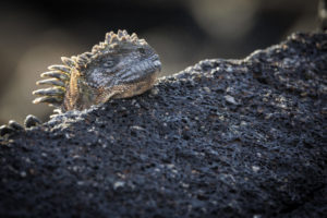 Marine Iguana Galapagos-089