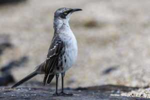 Mockingbird Galapagos-023