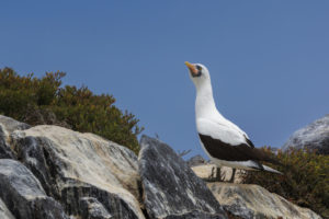 Nazca Booby Galapagos-066