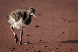 Oystercatcher Galapagos-077