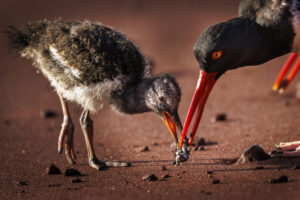 Oystercatcher Galapagos-078