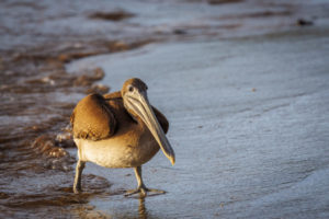 Pelican Galapagos-026