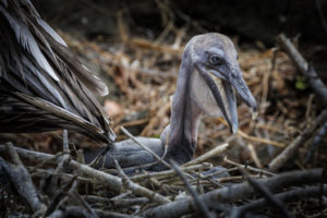 Pelican Galapagos-035