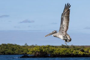 Pelican Galapagos-037